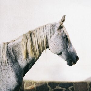 Cavallo Bianco